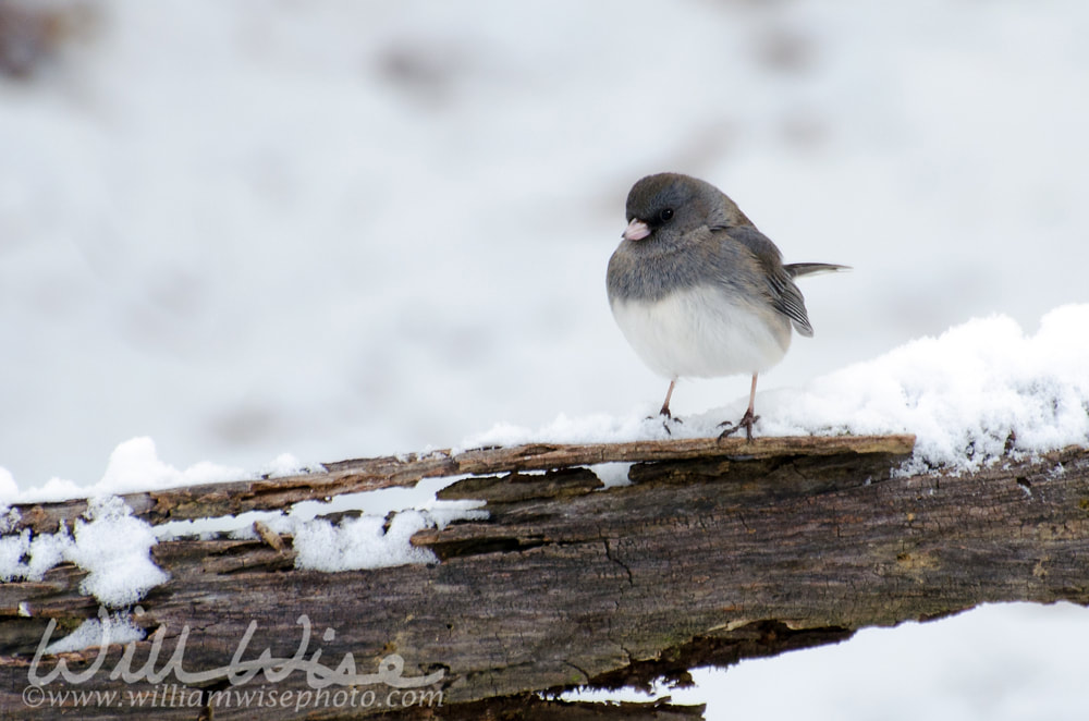 Backyard Junco Picture