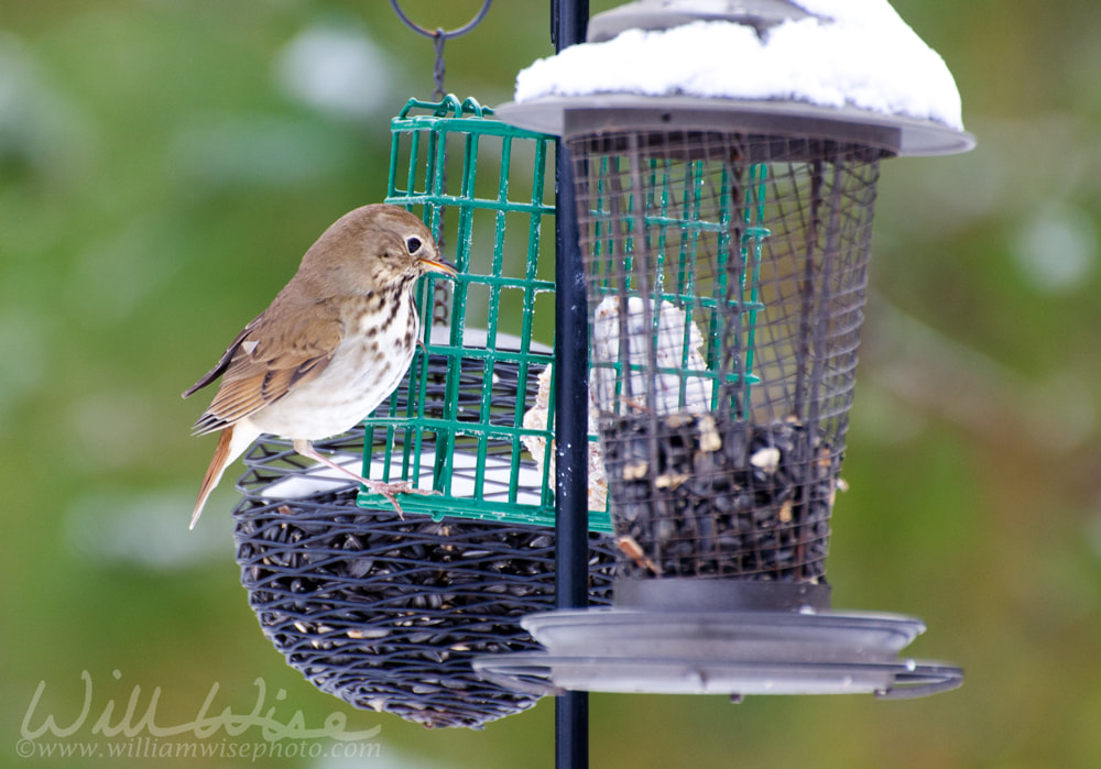 Hermit Thrush on snow covered suet feeder; Clarke County, Georgia Picture