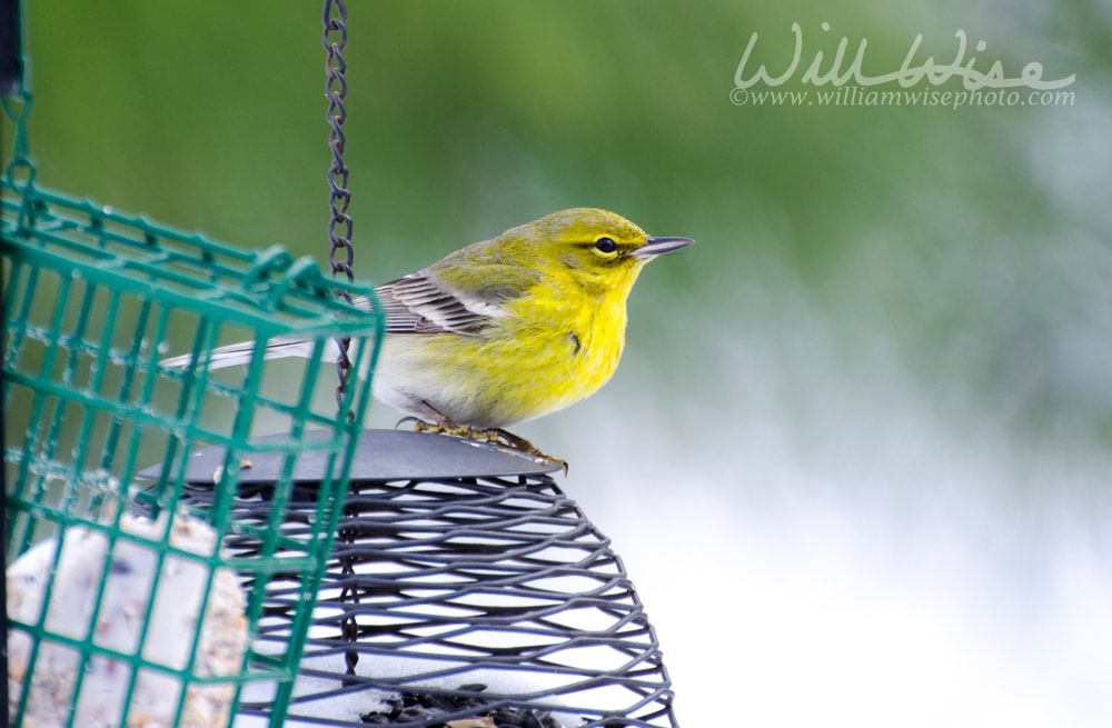 Pine Warbler bird on bird feeder in winter in Georgia Picture