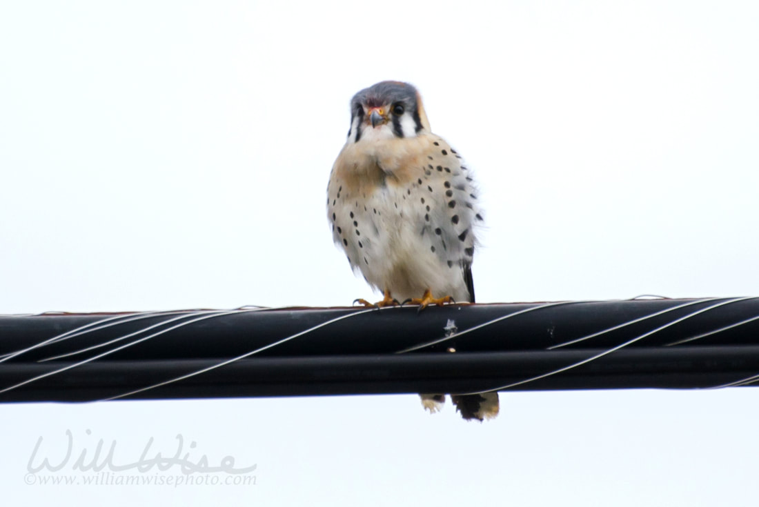 American Kestrel Picture