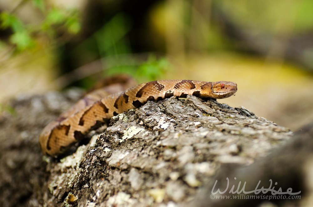 Copperhead Snake Picture