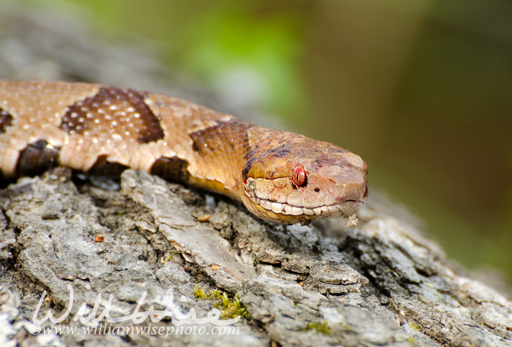 Copperhead Pit Viper snake close up Picture