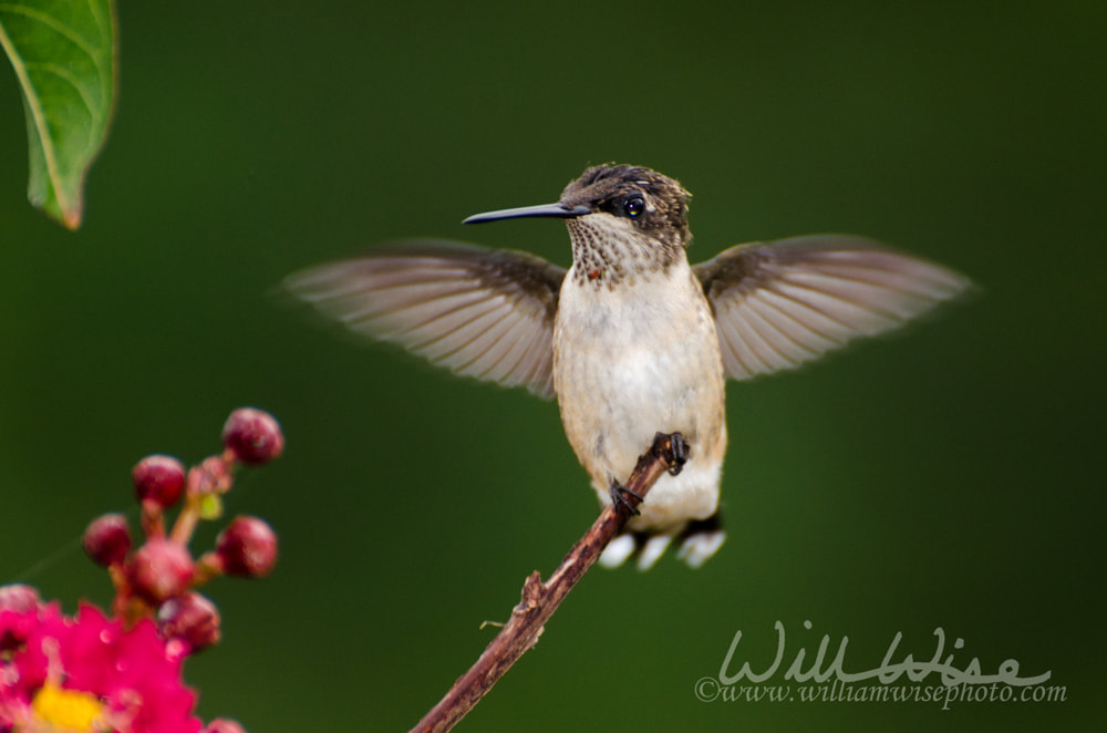 Backyard Hummingbird Picture