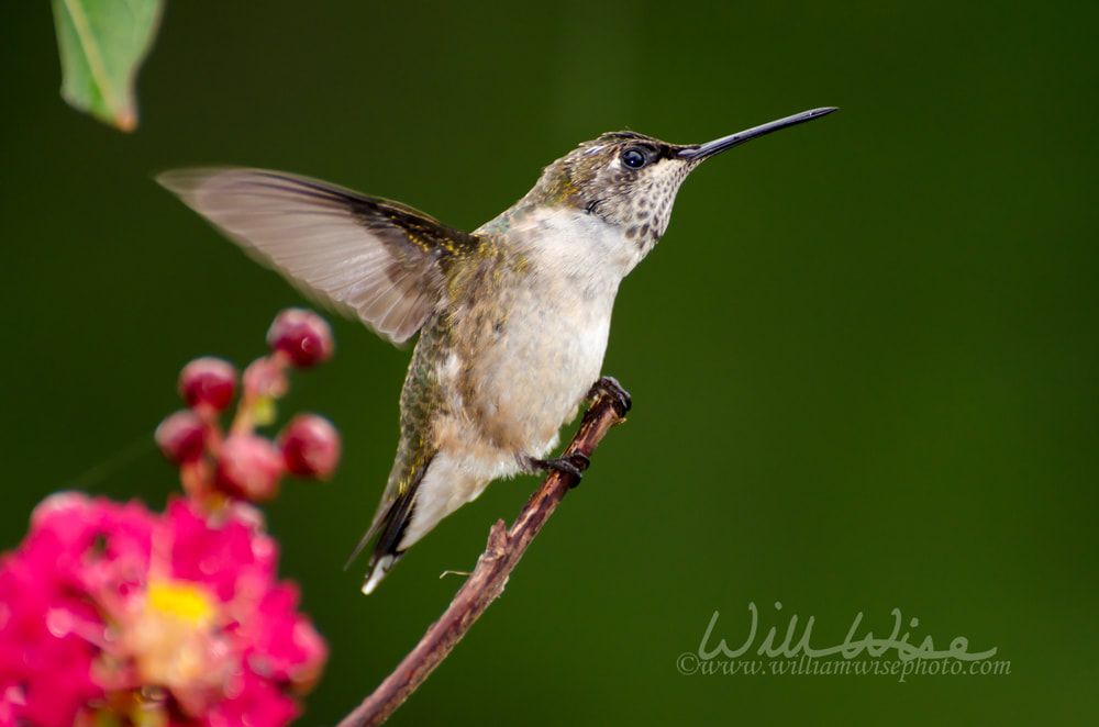 Ruby Throated Hummingbird Picture
