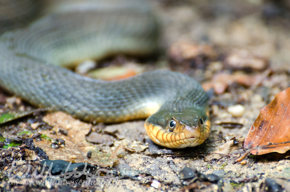 Plainbelly Watersnake Picture