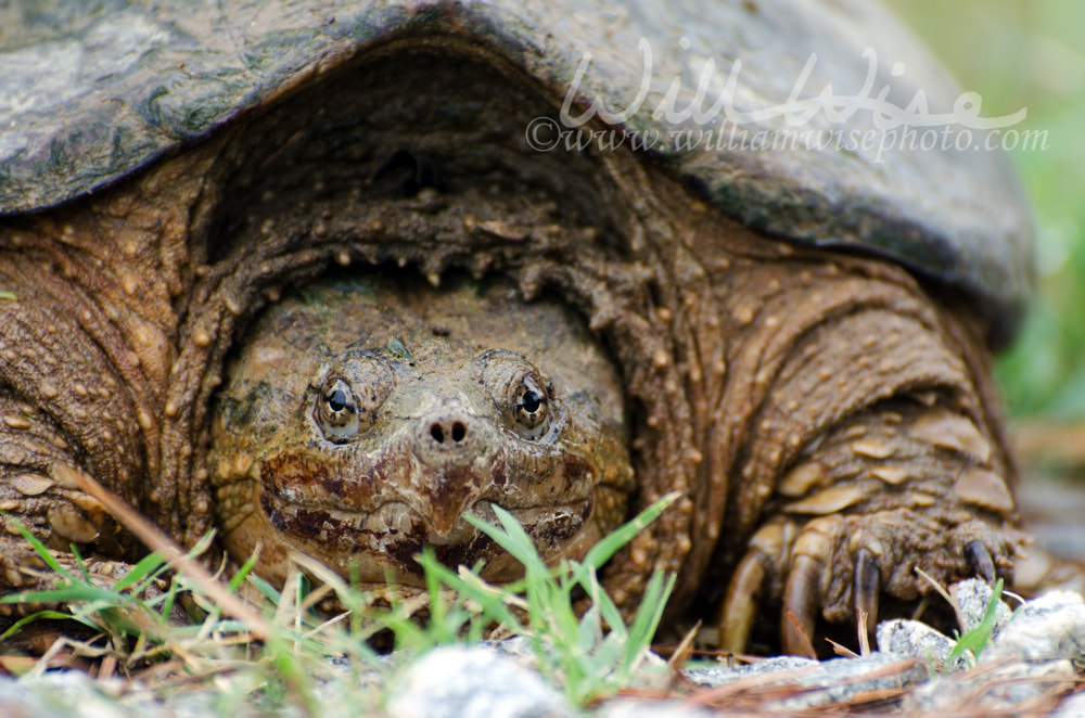 Large Common Snapping Turtle Picture