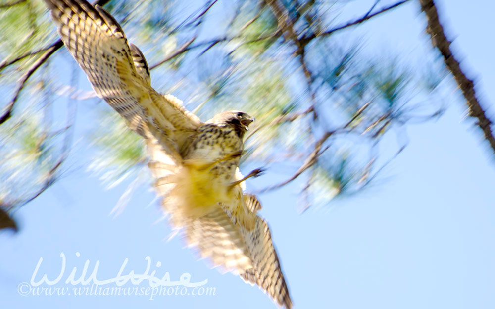 Panola Mountain Hawk Picture