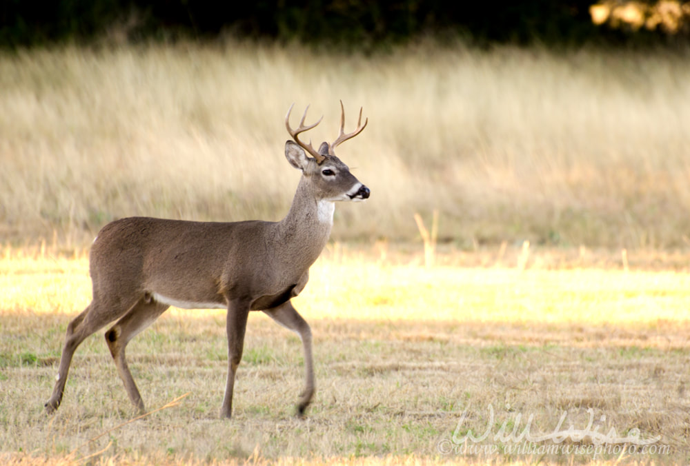 Whitetailed Deer Buck Picture