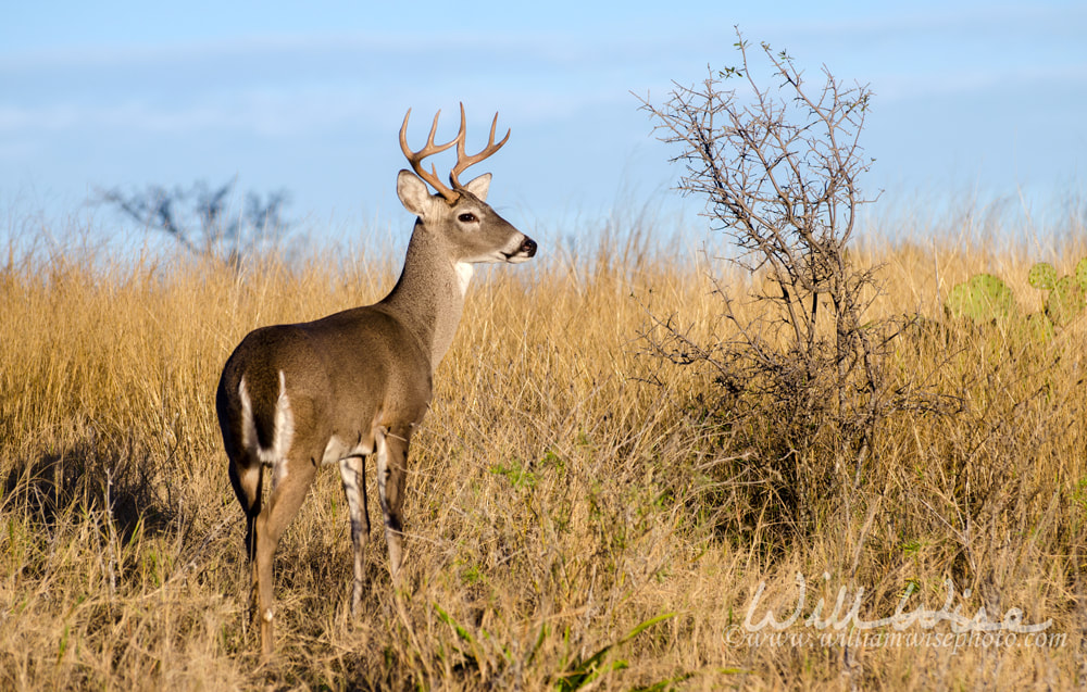 Whitetailed Deer Buck Picture