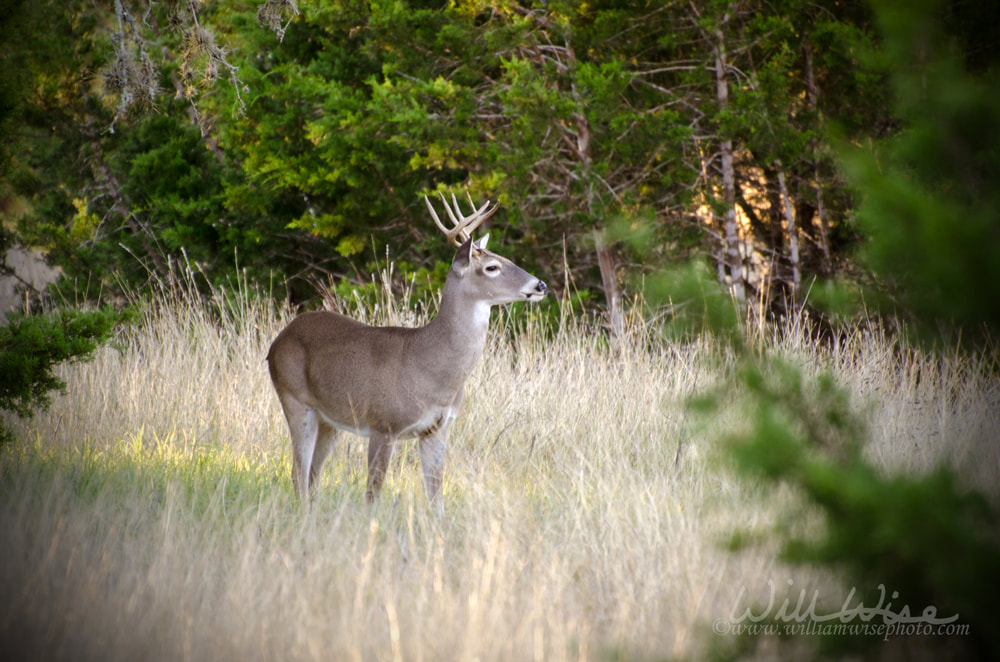 Whitetailed Deer Buck Picture