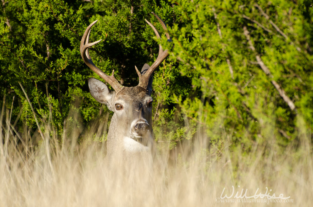 Whitetailed Deer Buck Picture