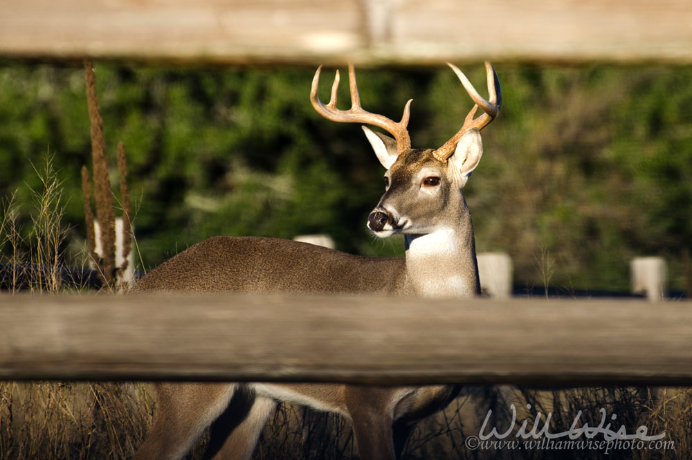 Whitetailed Buck Deer in Texas Hill Country Picture