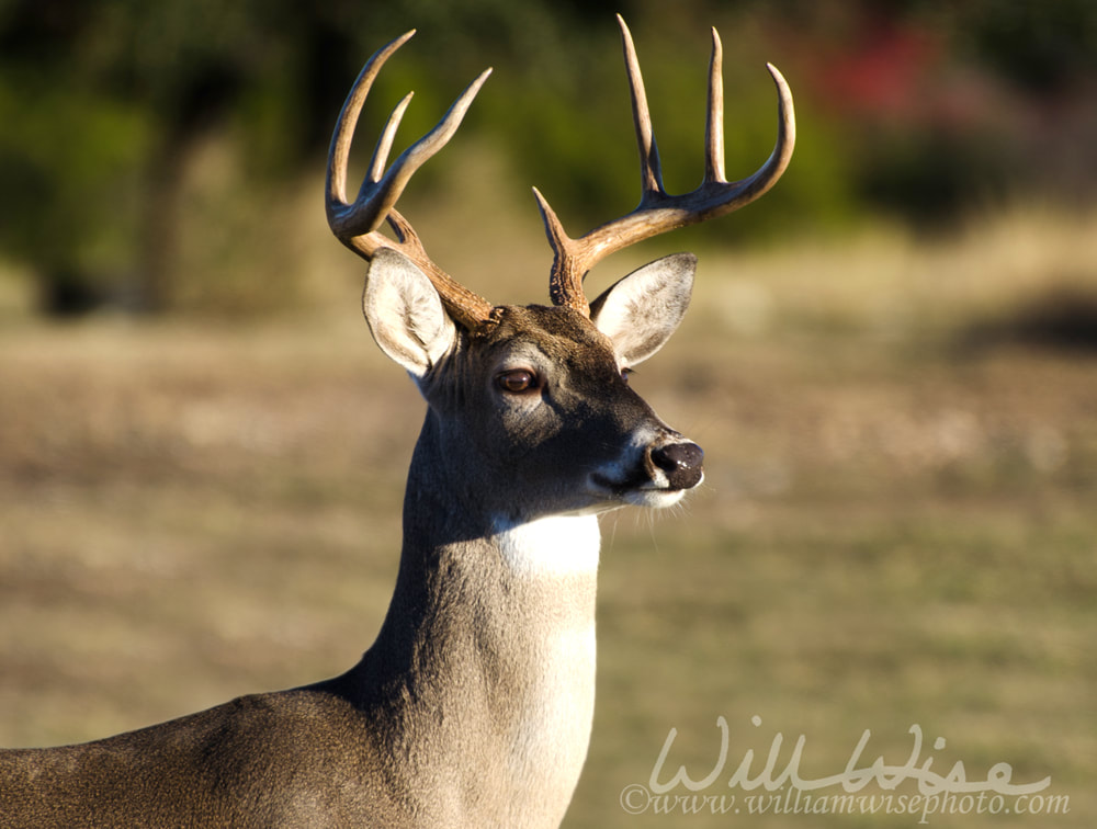 Whitetailed Deer Buck Picture