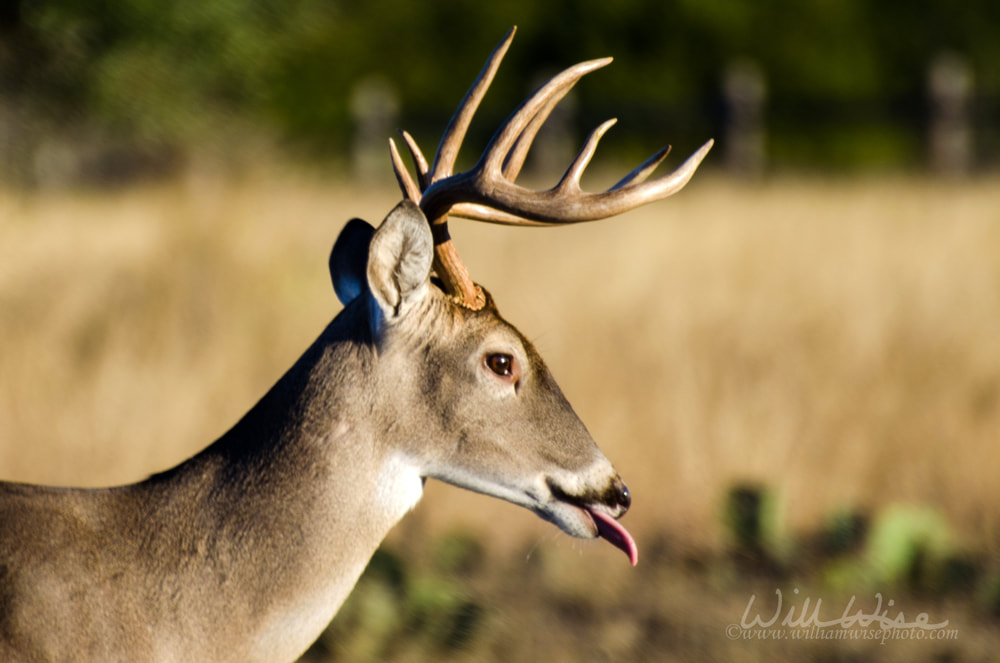 Whitetailed Deer Buck Picture