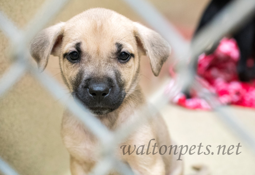 Cute puppies in chain link kennel in the dog pound waiting for adoption Picture