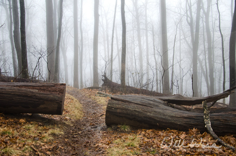 Appalachian Trail path Picture