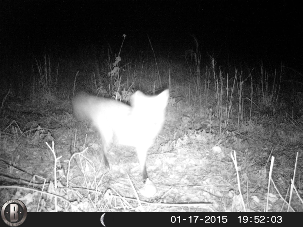 Red Fox Trail Camera Picture