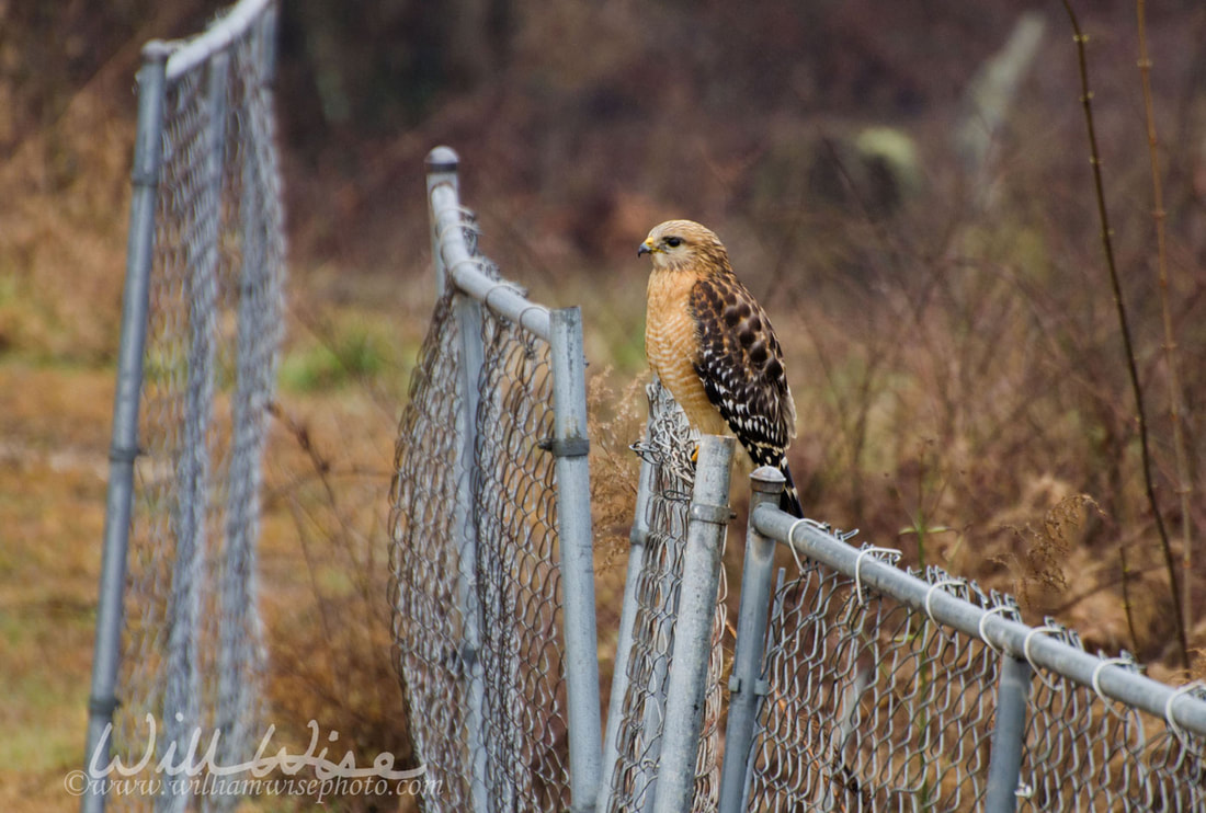 Red-shouldered Hawk on chain link Fence in Walton County Georgia Picture