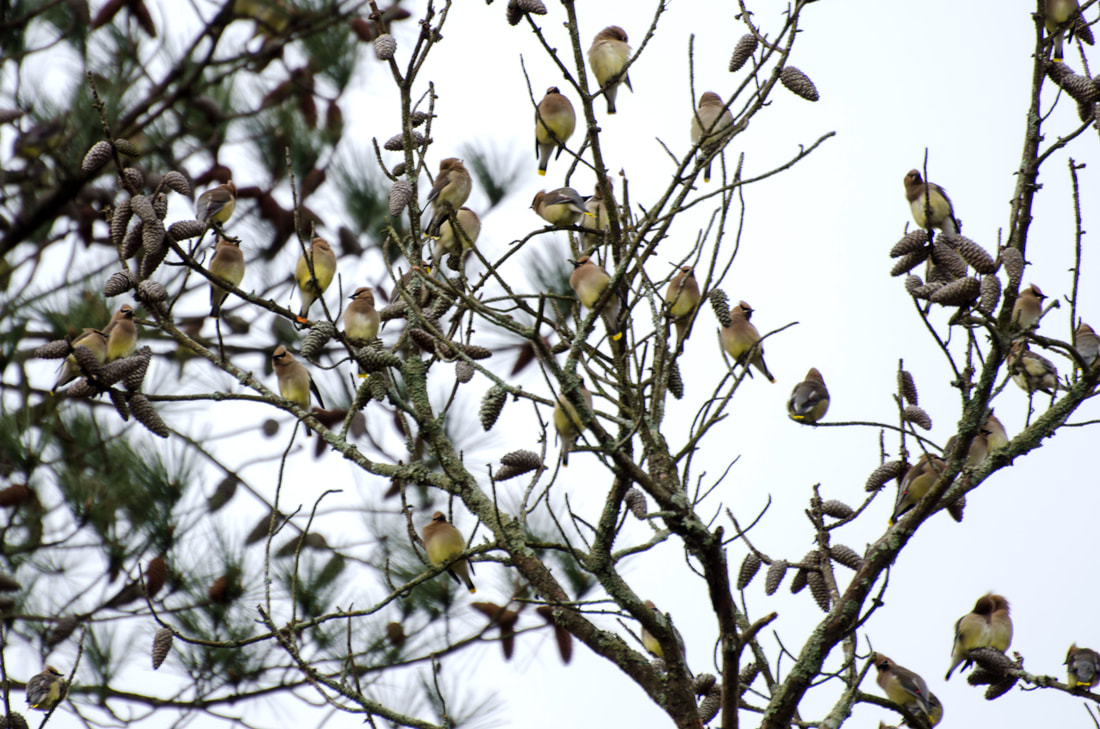 Cedar Waxwing Picture