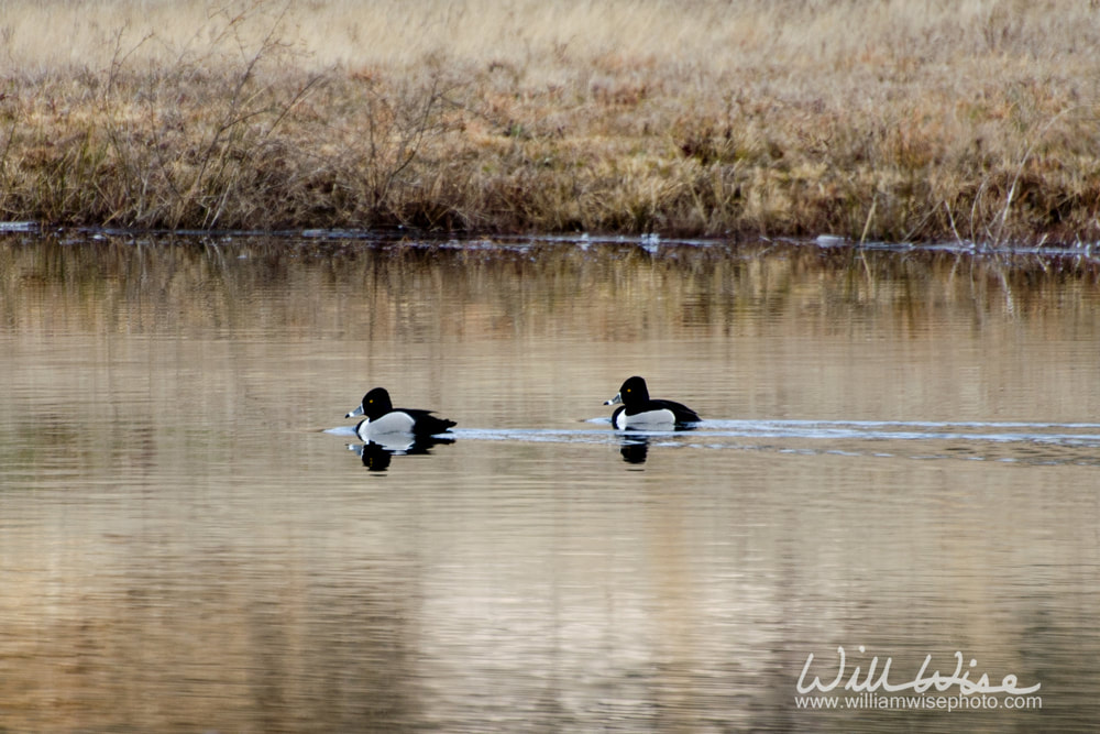 Ring neck Duck Picture