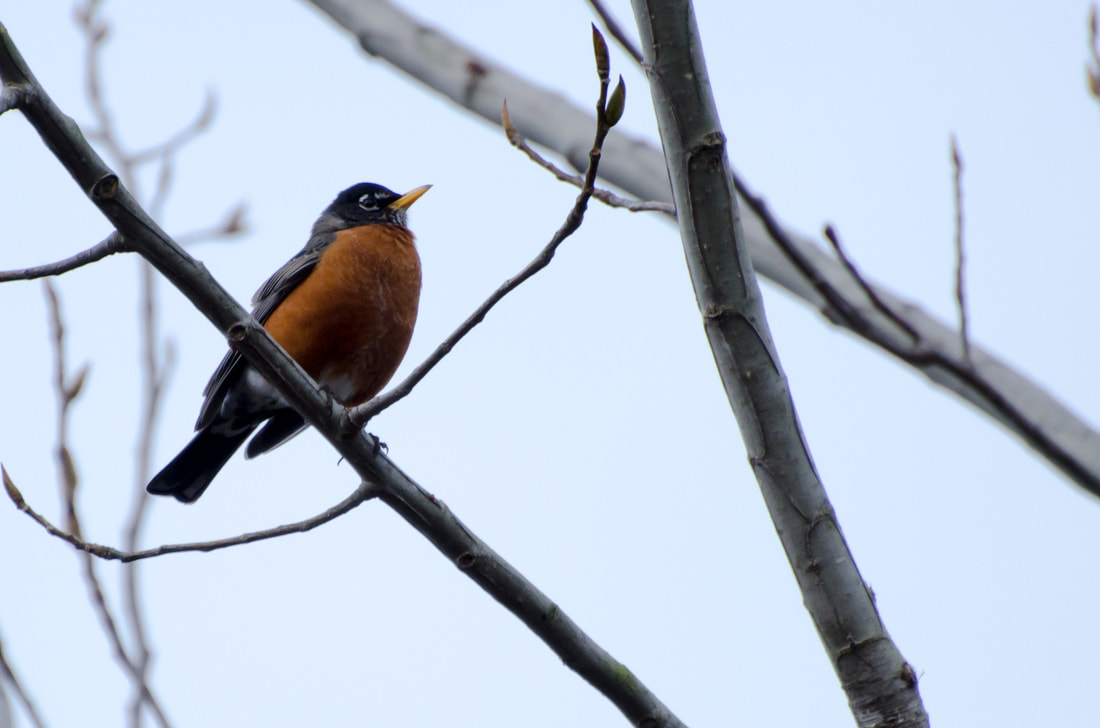 American Robin Picture