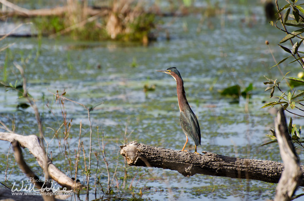 Okefenokee Swamp Green Heron Picture