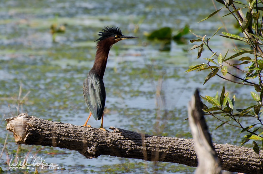 Green Heron Picture