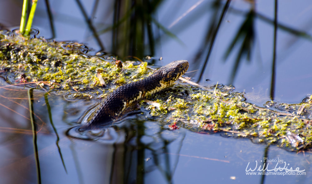 Banded Watersnake Picture