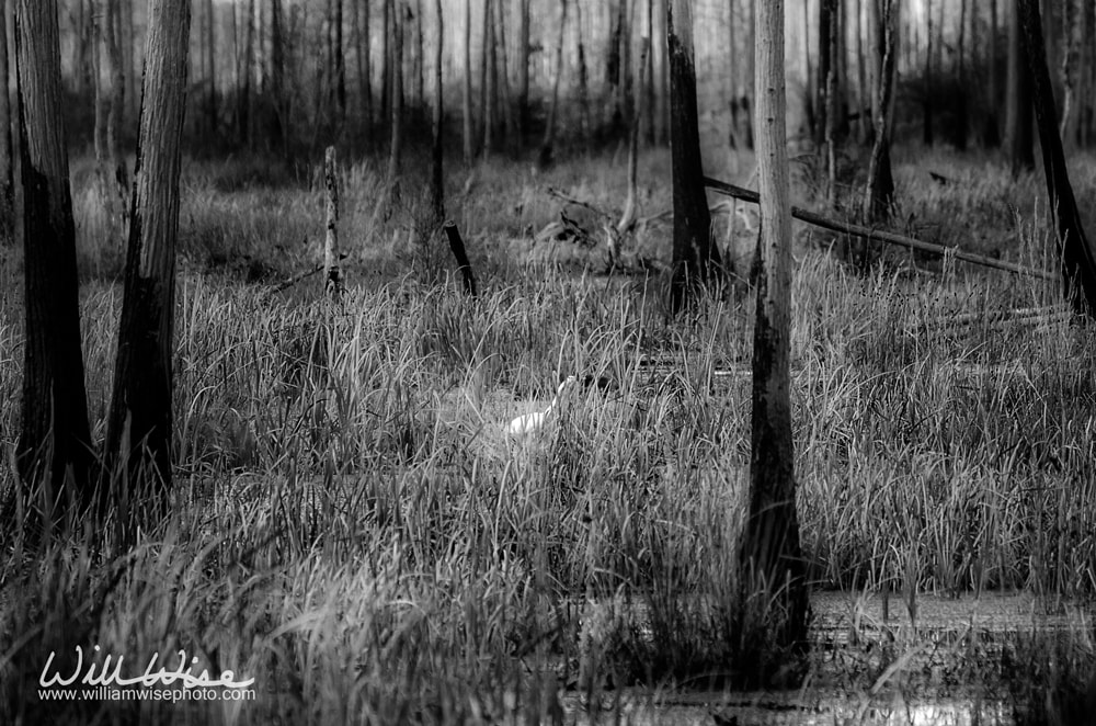 Vintage Black White Okefenokee Swamp Picture