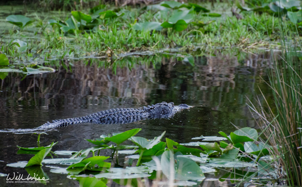 Okefenokee Alligator Picture