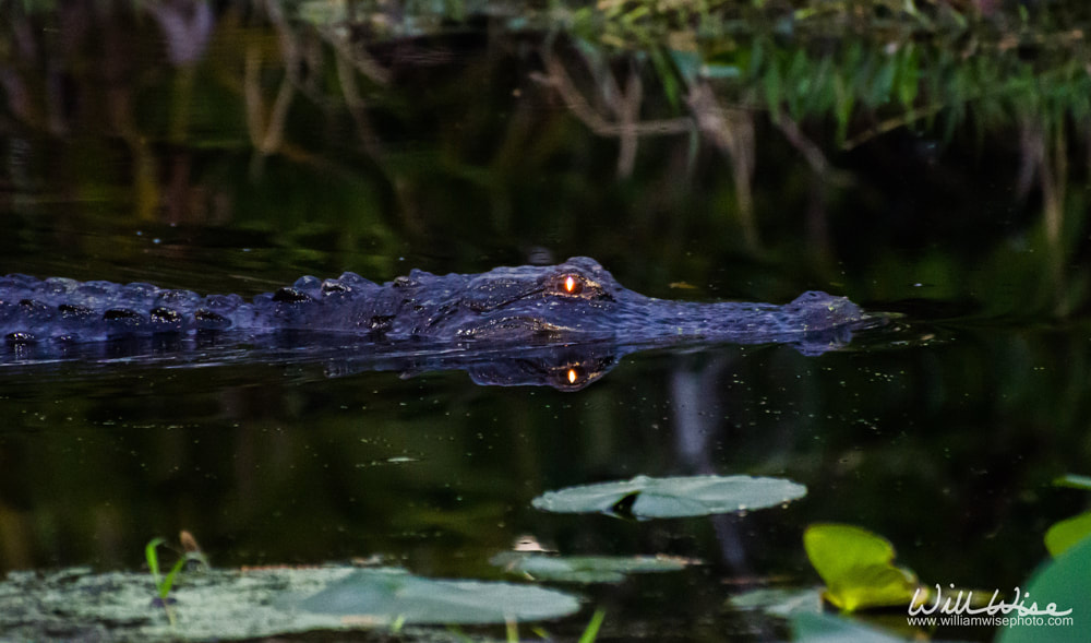 Okefenokee Alligator Glowing Eyes Picture