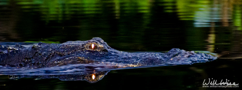 Okefenokee Swamp Alligator at night Picture