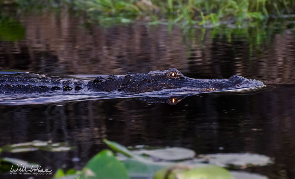 Okefenokee Swamp Alligator Picture