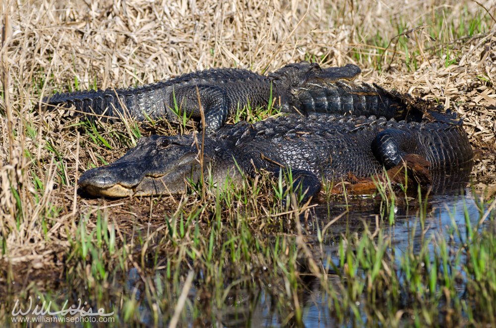 Two large alligators Picture