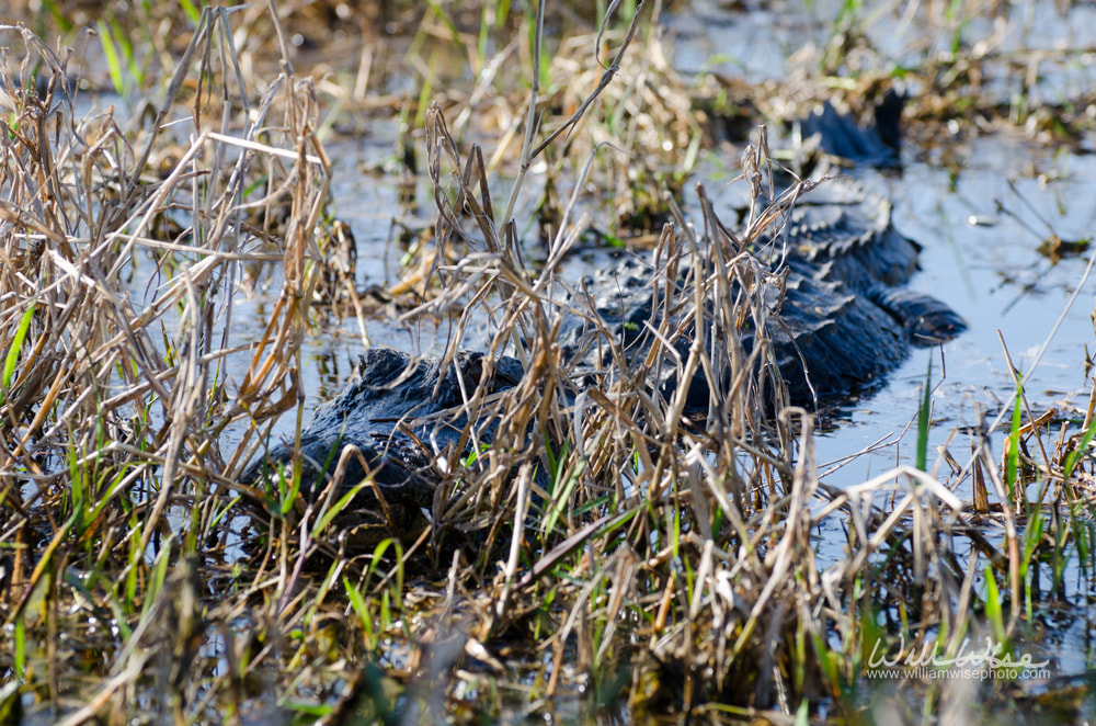 Okefenokee Swamp Alligator Picture
