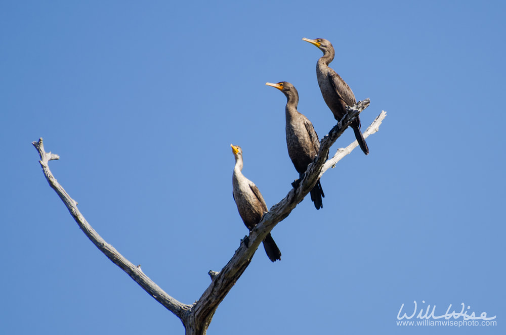 Okefenokee Swamp Cormorant Picture