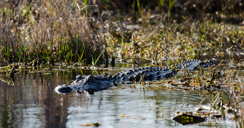 Alligator Swimming Picture