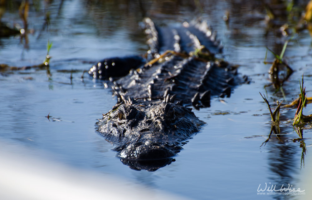 Okefenokee Alligator Picture