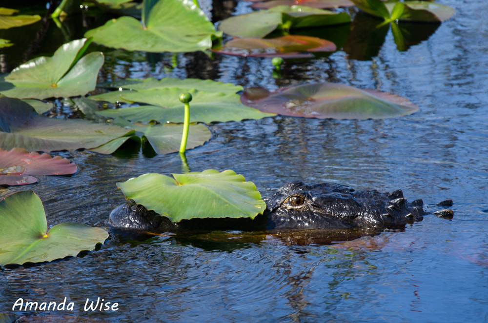 Swamp Alligator Lily Pad Picture