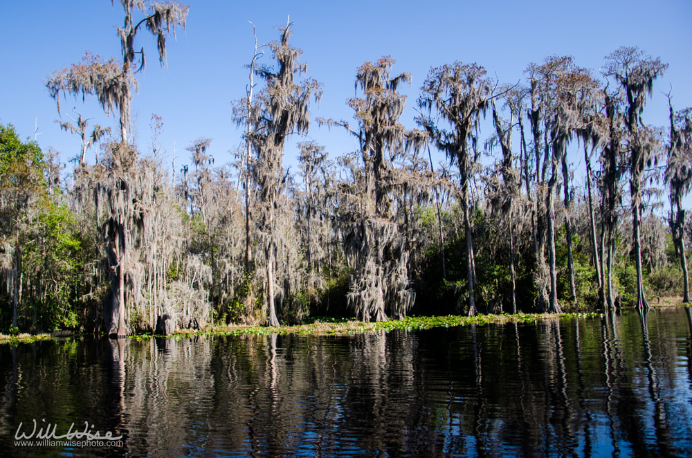 Spanish Moss Cypress Picture