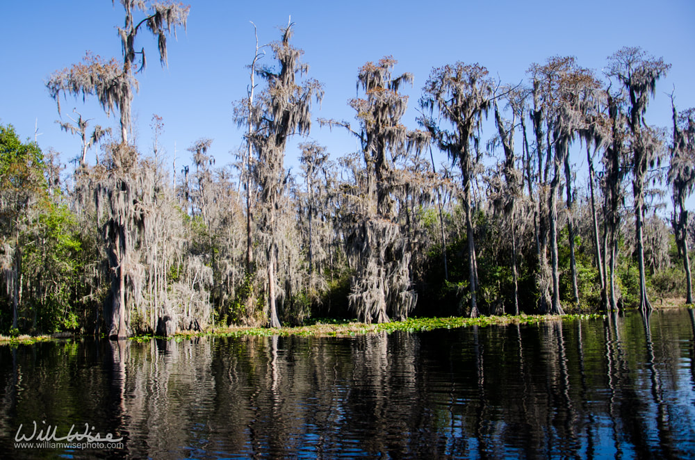 Okefenokee Spanish Moss Landscape Picture