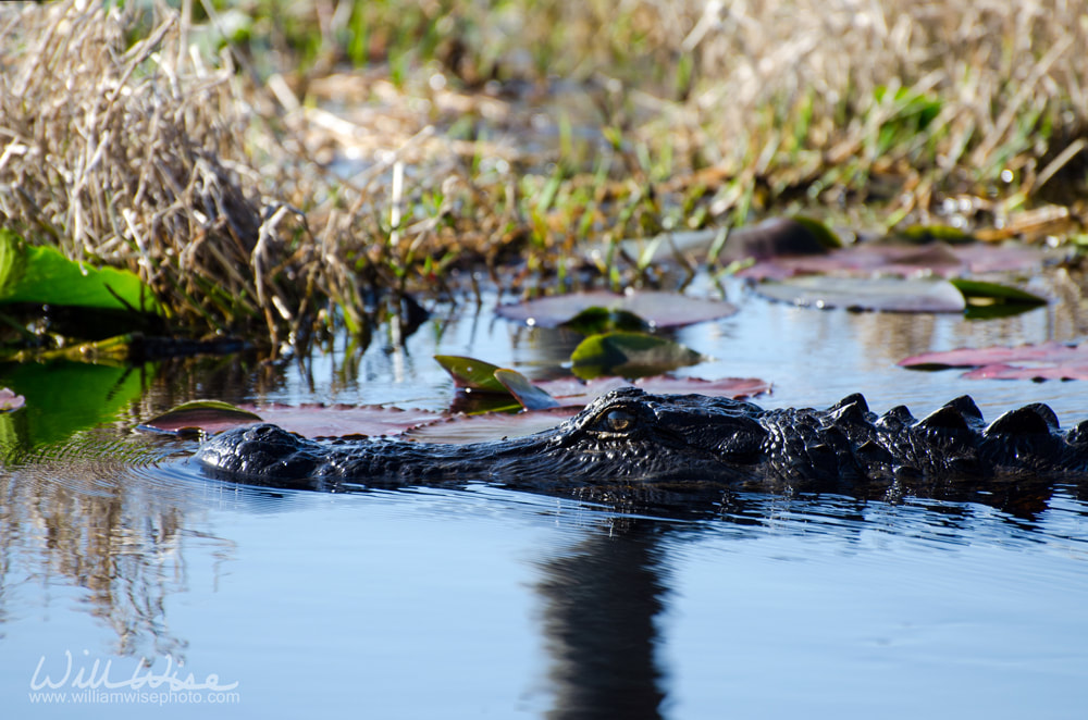 Alligator swimming in swamp Picture