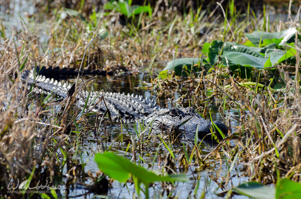 Okefenokee Alligator Picture