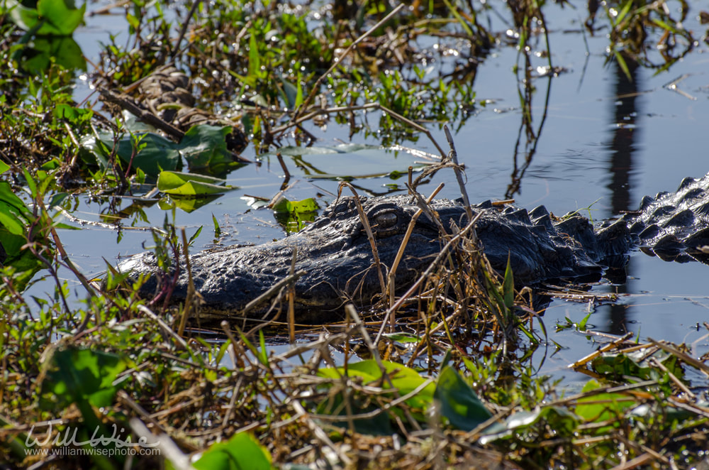 Okefenokee Alligator Picture