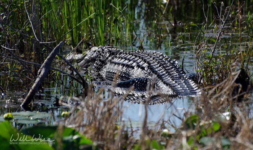 Okefenokee Swamp Alligator Picture