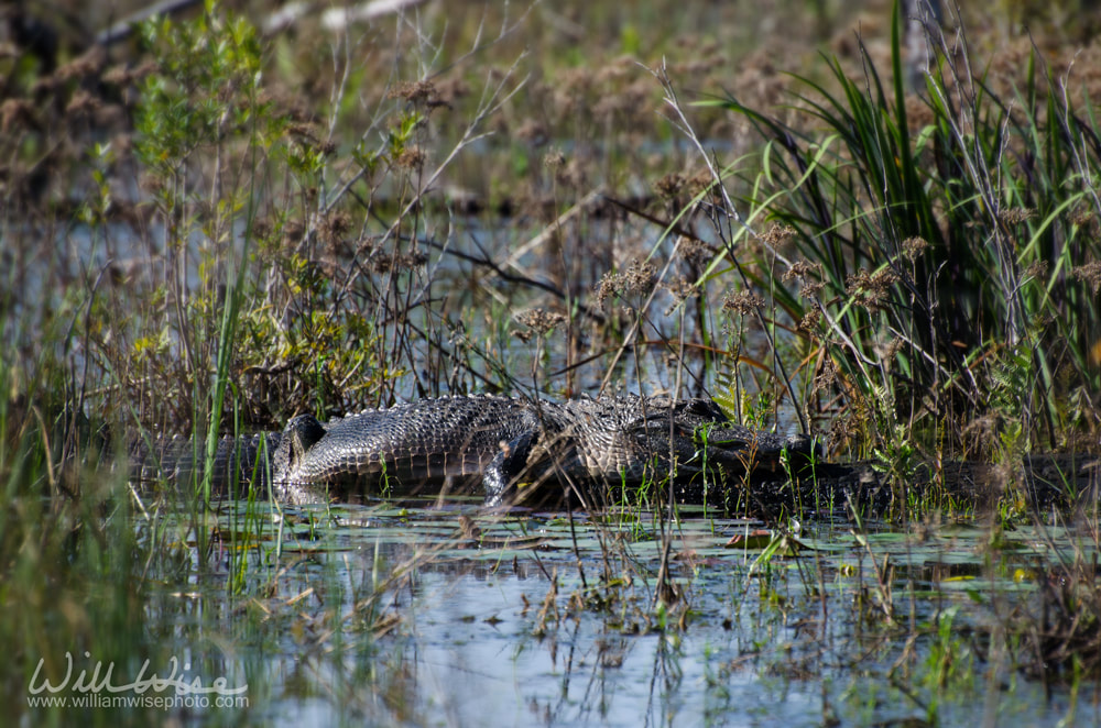 Okefenokee Alligator Picture