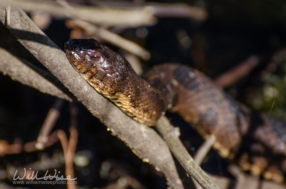 Plain Bellied Water Snake Picture