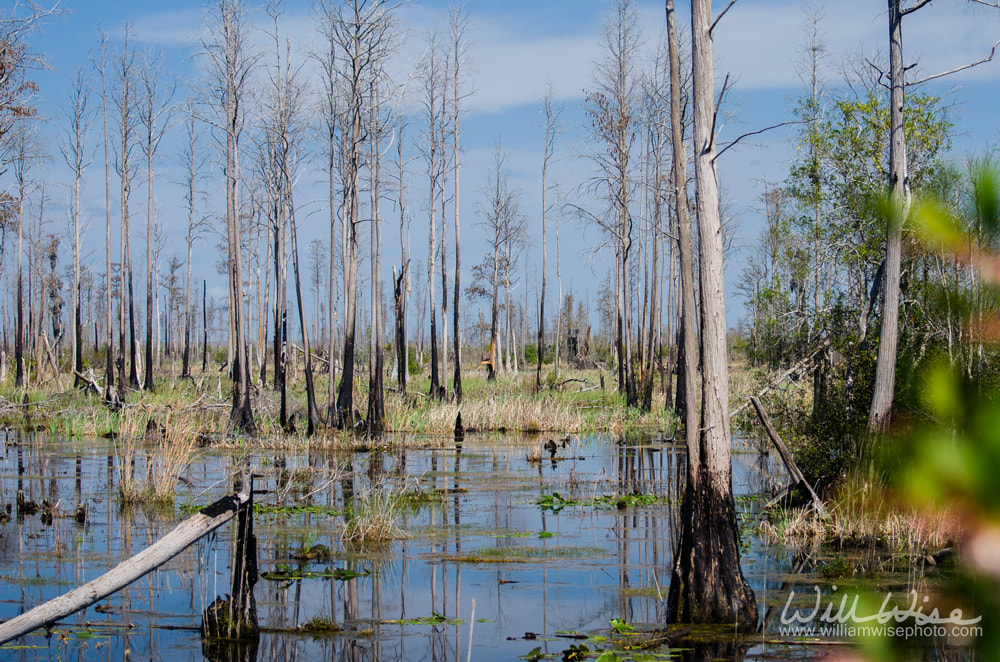 Flooded Okefenokee Swamp Prairie Picture