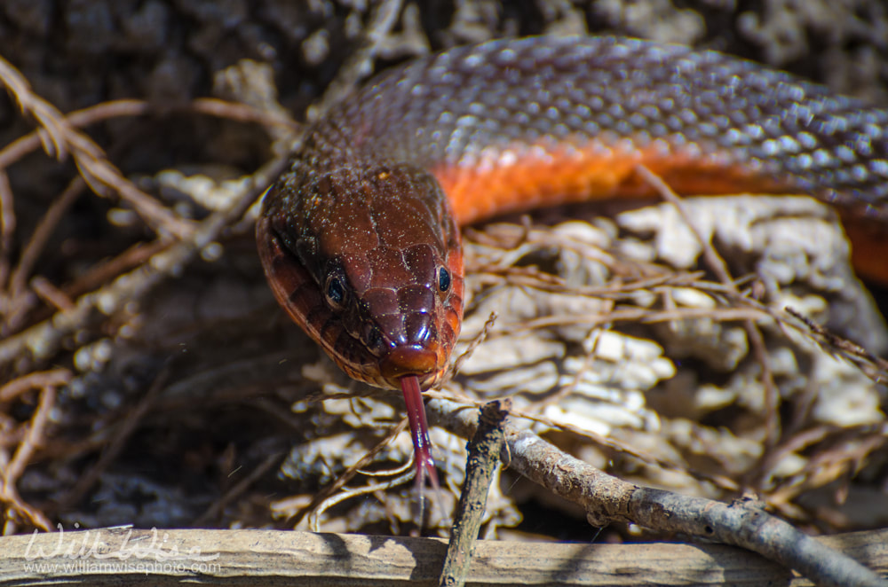 Plain Bellied Water Snake Picture