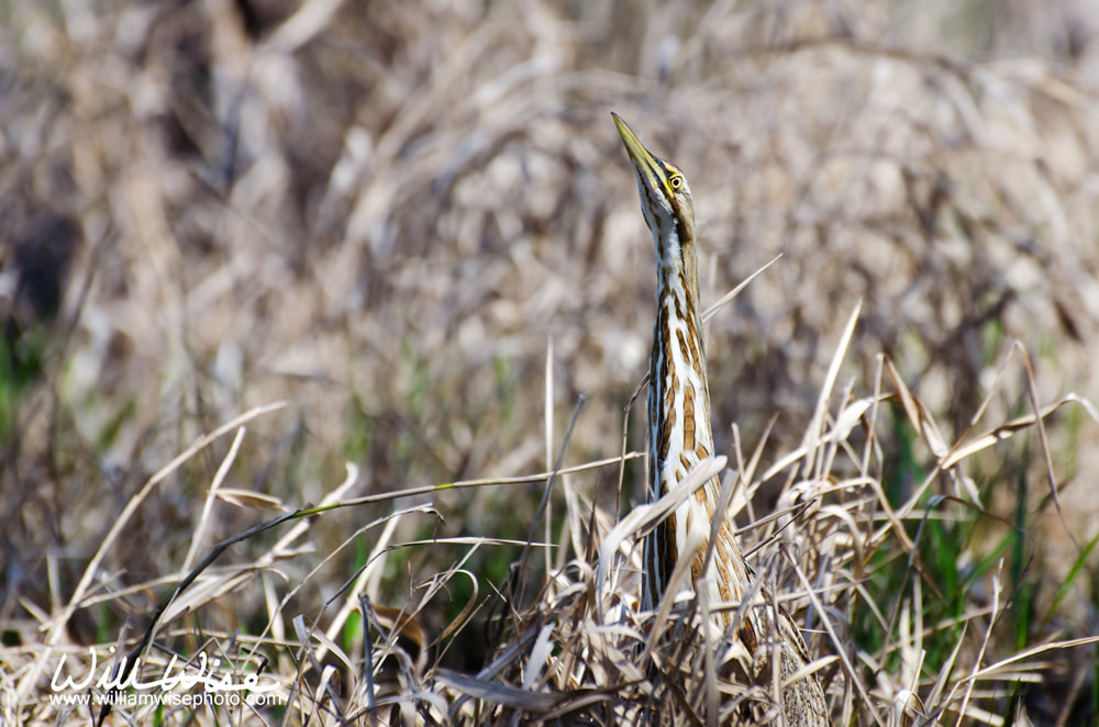 American Bittern Picture